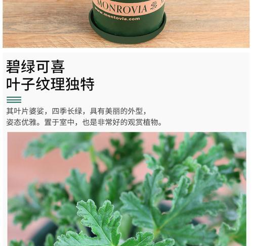 哪些花卉可以有效去除蚊子？它们的作用机制是什么？