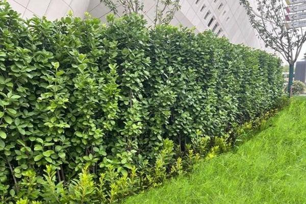 绿化花卉植物资料有哪些？如何选择适合的绿化花卉？