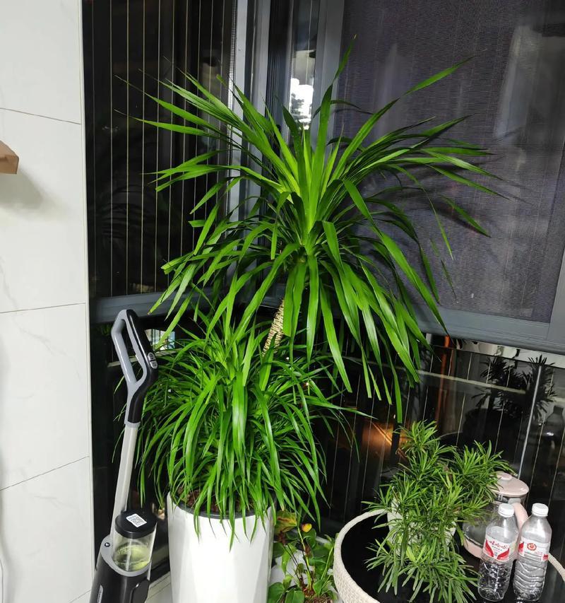 哪些植物带有正能量？如何通过植物提升家居氛围？