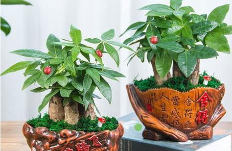 哪些植物带有正能量？如何通过植物提升家居氛围？