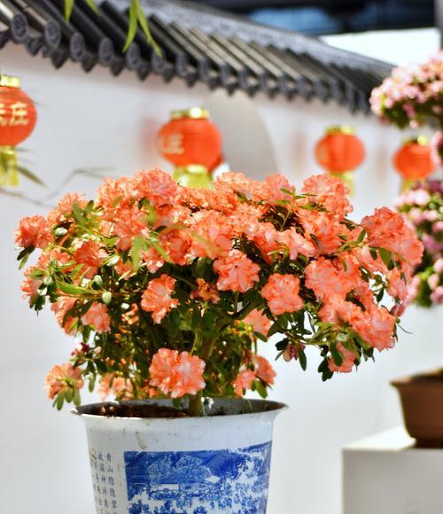 未来城花卉绿植有哪些名字？它们的特点是什么？