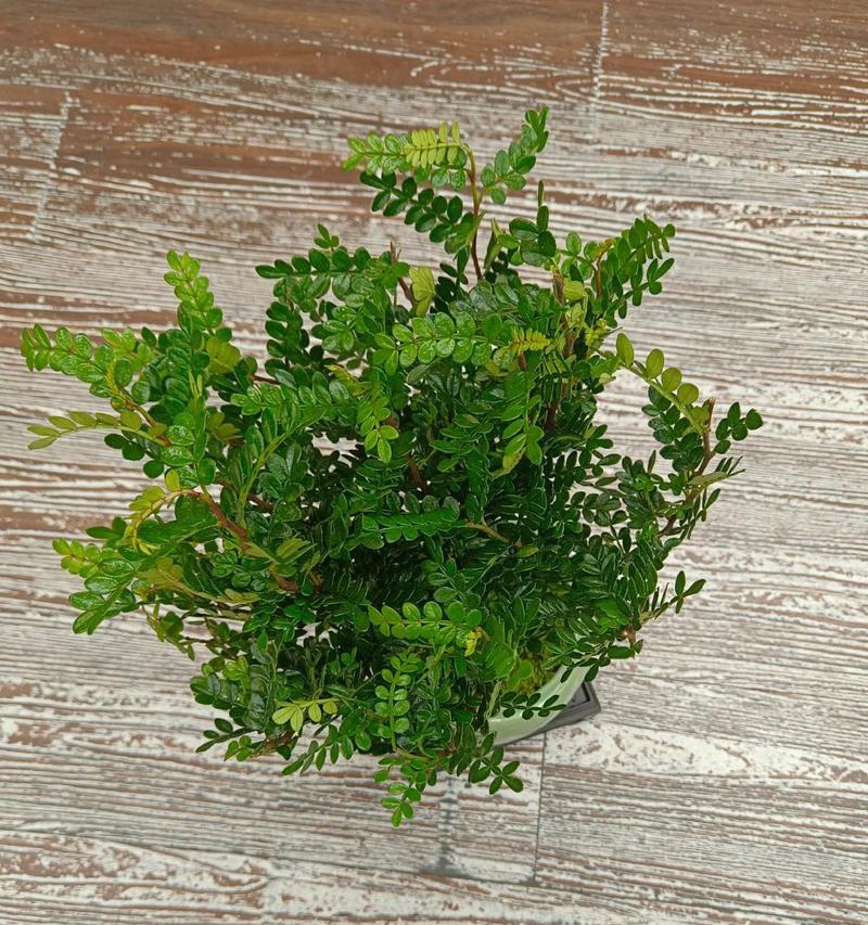 未来城花卉绿植有哪些名字？它们的特点是什么？