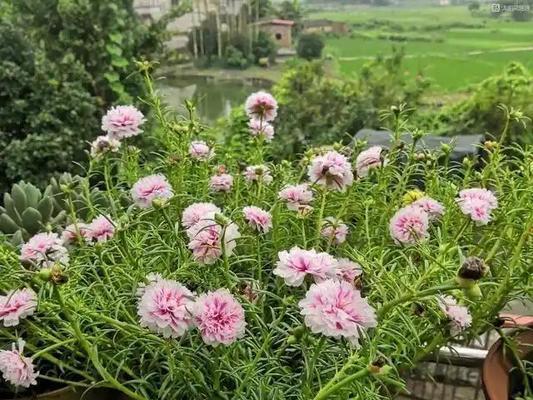 工地环境适合种植哪些花卉？这些花卉的适应性如何？