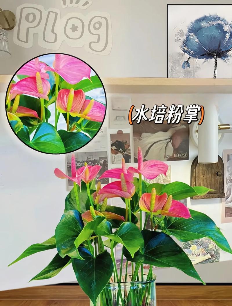 工地环境适合种植哪些花卉？这些花卉的适应性如何？