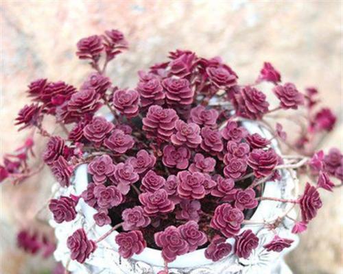 多肉植物中的“锦”是什么意思？有哪些代表品种？