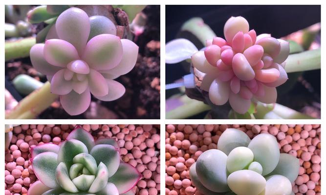 多肉植物中的“锦”是什么意思？有哪些代表品种？