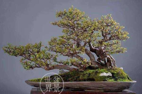 古梅盆栽种植方法是什么？选择哪种盆栽最合适？