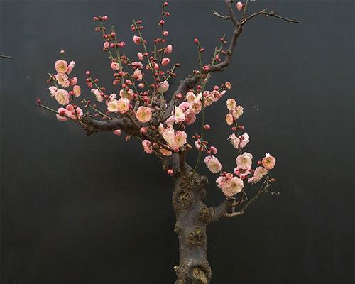 古梅盆栽种植方法是什么？选择哪种盆栽最合适？