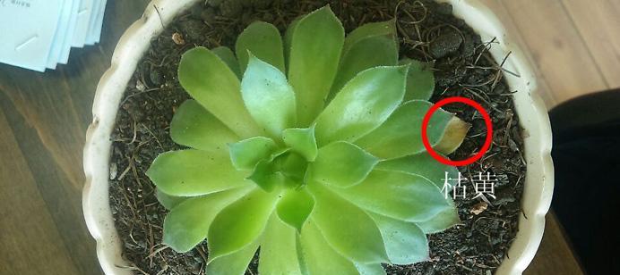 肉肉植物掉叶的原因是什么？