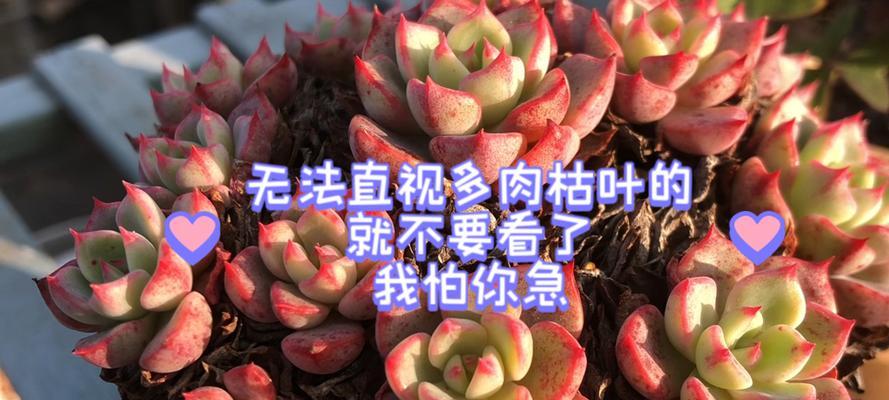 肉肉植物掉叶的原因是什么？