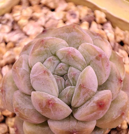 肉肉植物掉叶的原因是什么？