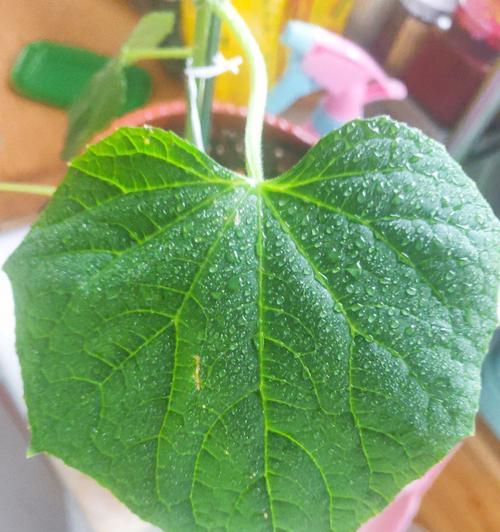 如何撰写优秀的养殖植物心得？养殖植物写作有哪些要点？