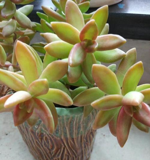 如何撰写优秀的养殖植物心得？养殖植物写作有哪些要点？