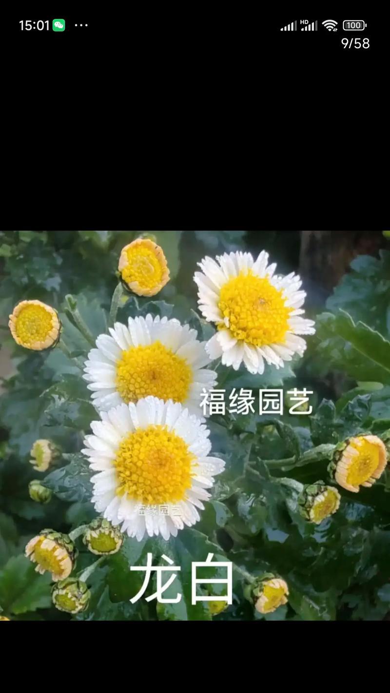 园艺中木本类花卉包括哪些？它们的特点是什么？