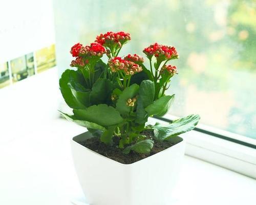 移植植物后多久能存活？如何提高移植成功率？