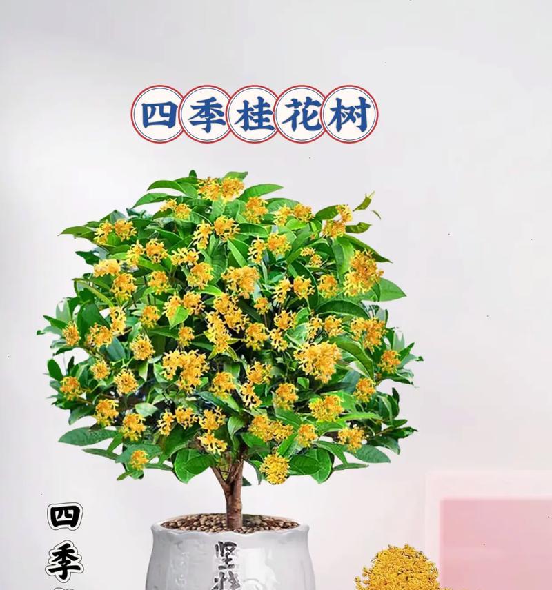 植物带盆盆栽怎么养？带盆盆栽的养护技巧有哪些？