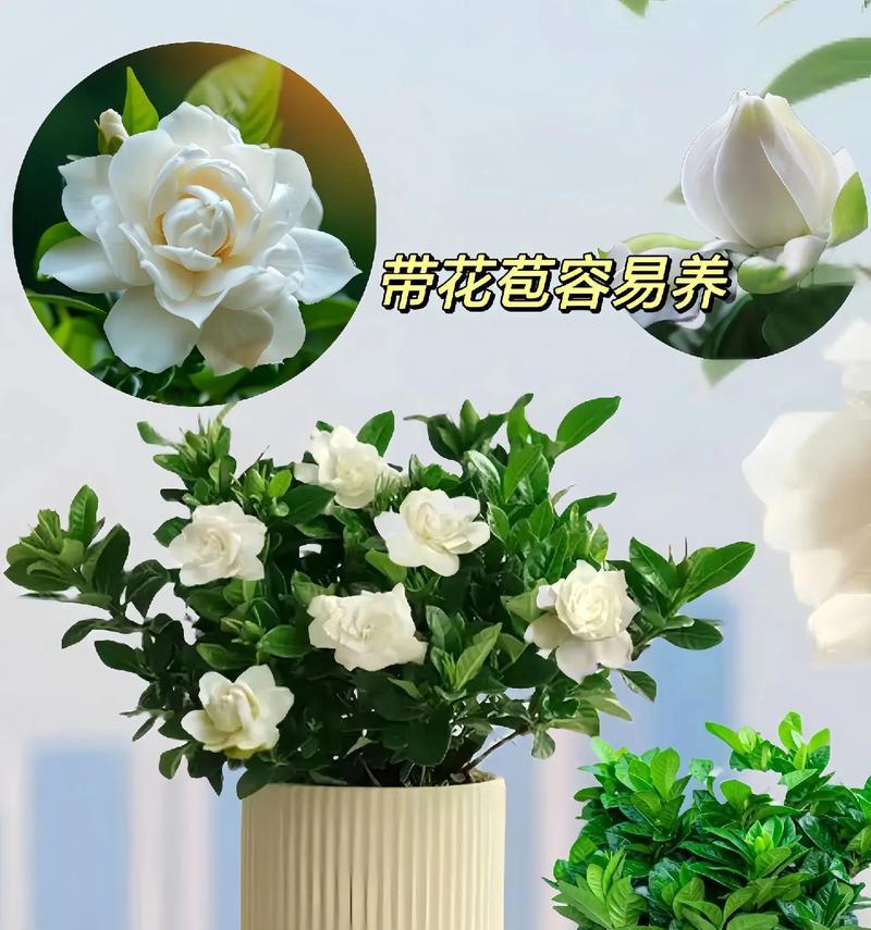 植物带盆盆栽怎么养？带盆盆栽的养护技巧有哪些？