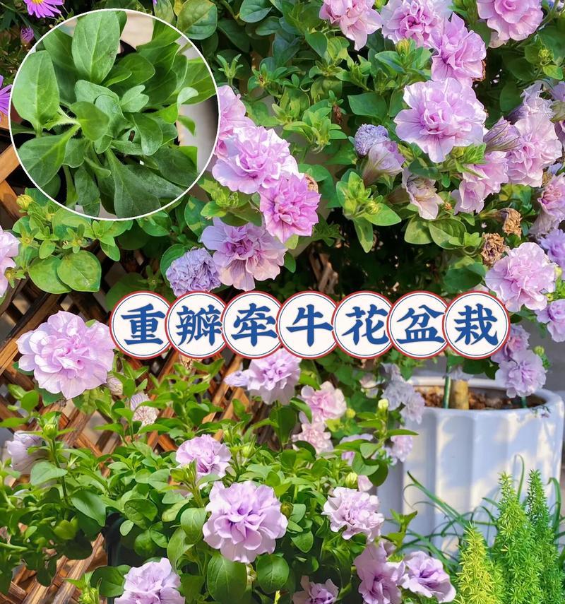 植物带盆盆栽怎么养？带盆盆栽的养护技巧有哪些？