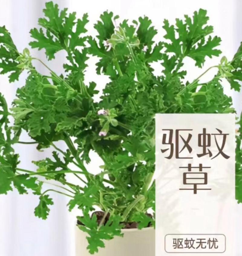 哪些植物具有驱蚊的效果？