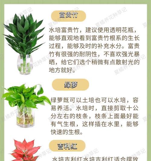 水培枝条适合哪些花卉？如何成功水培不同种类的花卉？