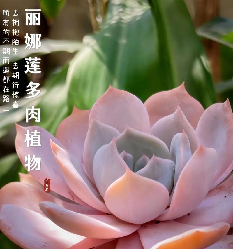 多肉类植物有哪些种类？它们分别叫什么名字？