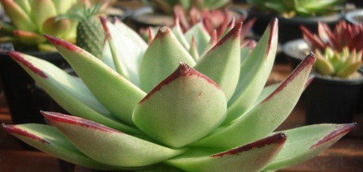 多肉类植物有哪些种类？它们分别叫什么名字？