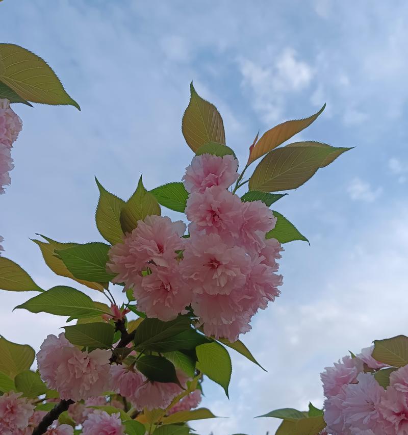 新野花卉观赏地点有哪些？最佳观赏时间是什么时候？
