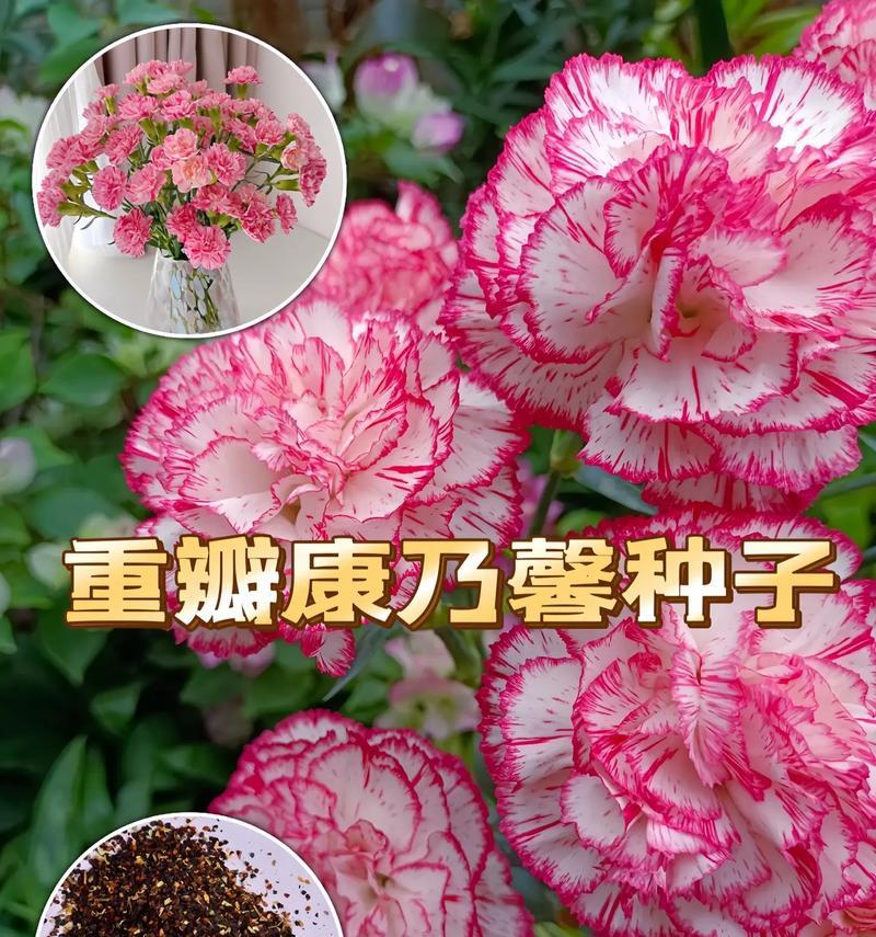 如何正确种植多棵康乃馨？