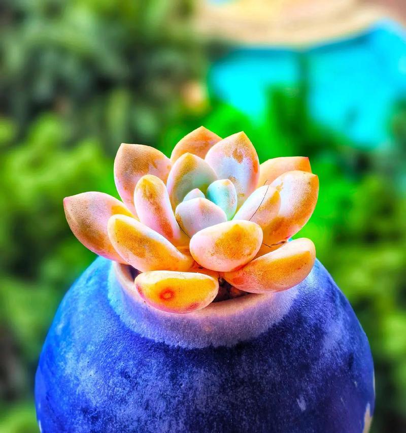 多肉植物变软了怎么处理？有哪些可能的原因？