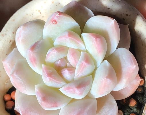 多肉植物变软了怎么处理？有哪些可能的原因？