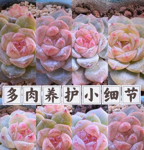 多肉植物变软了怎么处理？有哪些可能的原因？