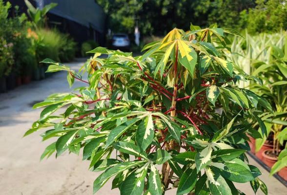 椭圆形的植物有哪些？它们的特征是什么？