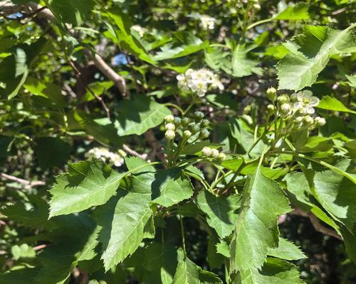椭圆形的植物有哪些？它们的特征是什么？