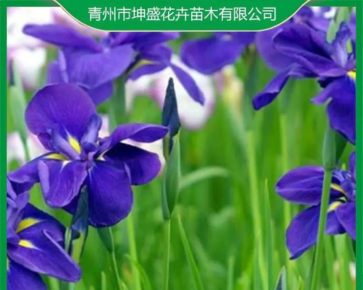 宿根鸢尾盆栽的养护方法是什么？