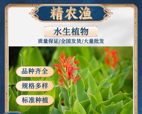 宿根鸢尾盆栽的养护方法是什么？