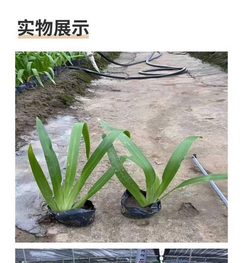 宿根鸢尾盆栽的养护方法是什么？