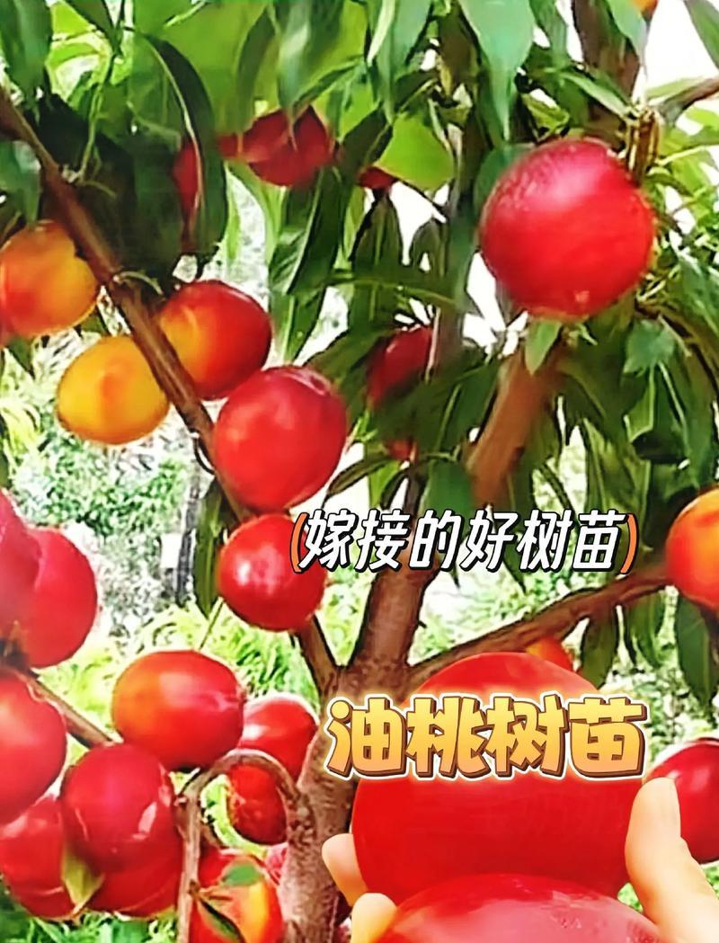 土培油桃树苗的正确养护方法是什么？有哪些注意事项？