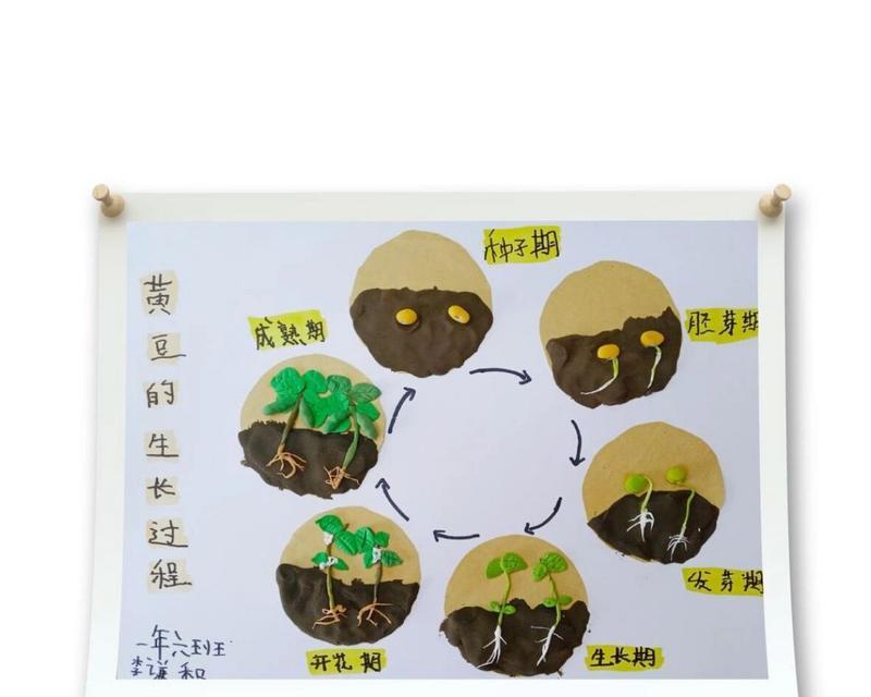 植物生长的时间顺序如何记录？