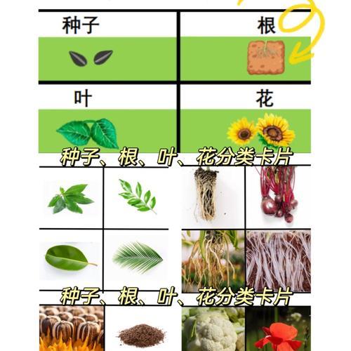 植物生长的时间顺序如何记录？