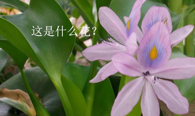 什么植物是入侵植物的原因？它们为何如此危险？