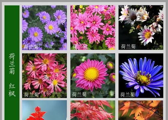 哪些花卉名字与老年有关？有何寓意？