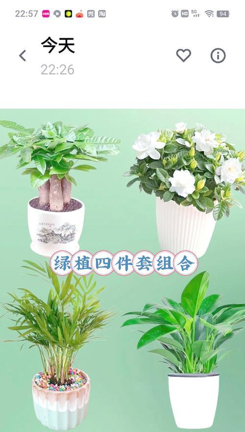 庭外养盆栽花卉的注意事项是什么？有哪些推荐品种？