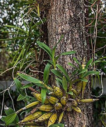 印尼河边植物叫什么？它们的生态作用是什么？
