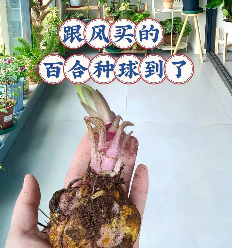 百合花种球艾沙的种植技巧有哪些？如何确保其顺利生长？
