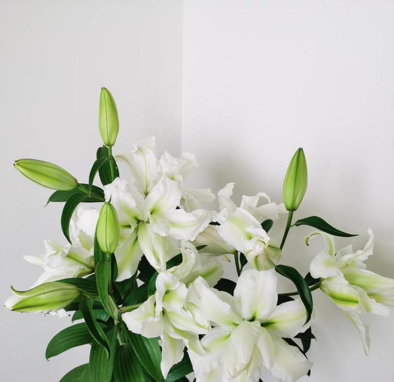百合花种球艾沙的种植技巧有哪些？如何确保其顺利生长？