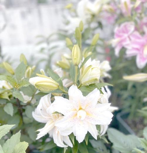 百合花种球艾沙的种植技巧有哪些？如何确保其顺利生长？