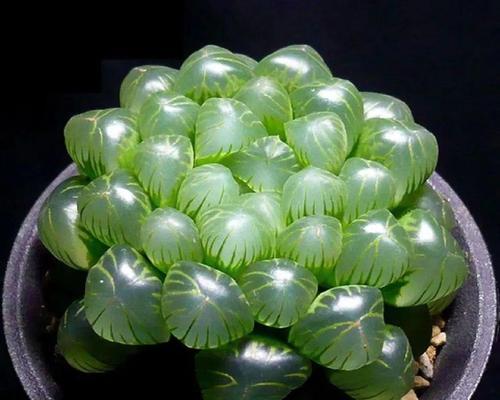 植物加植物的好伙伴有哪些？哪些植物组合最有益？