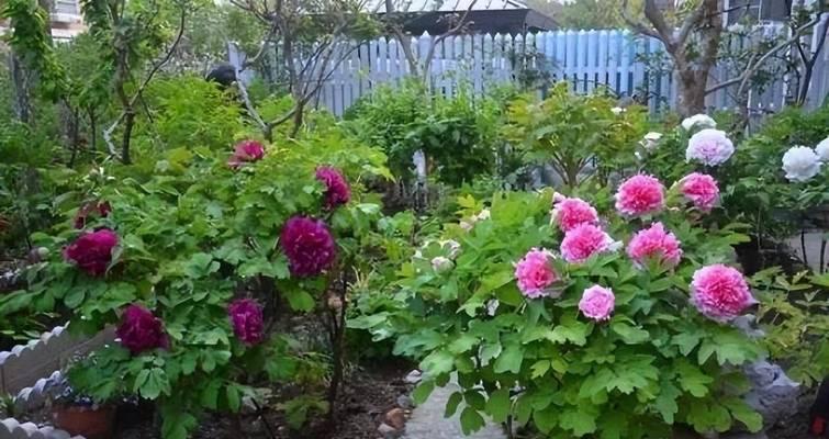 冬天院子有哪些花卉不掉叶？如何选择和养护这些花卉？