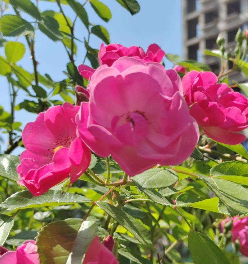 冬天院子有哪些花卉不掉叶？如何选择和养护这些花卉？