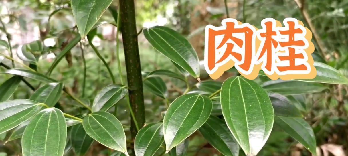 肉桂色素在植物中的作用是什么？有哪些来源？
